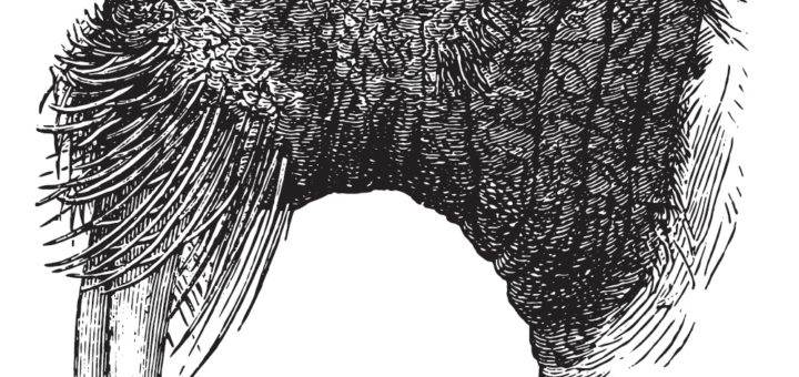 Sumer: The Animal You Are