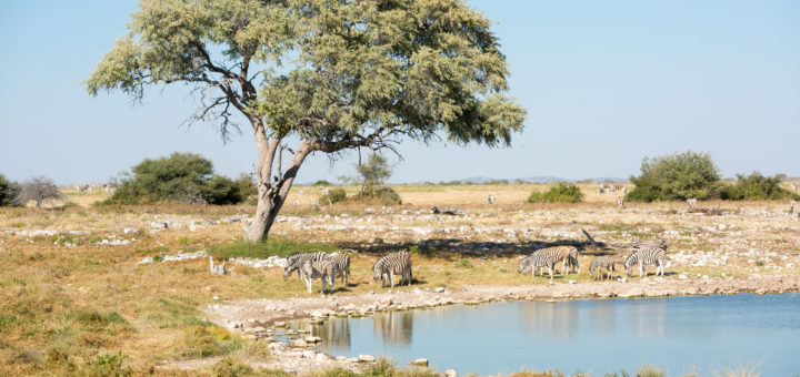 Etosha