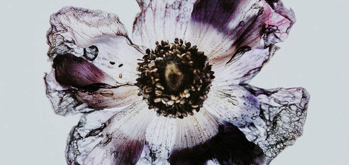 Flicker Rate: Skylight EP